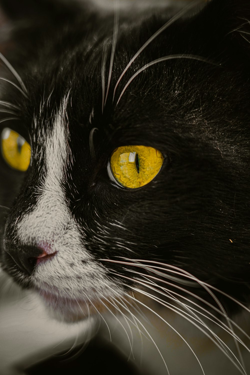 black and white cat with yellow eyes