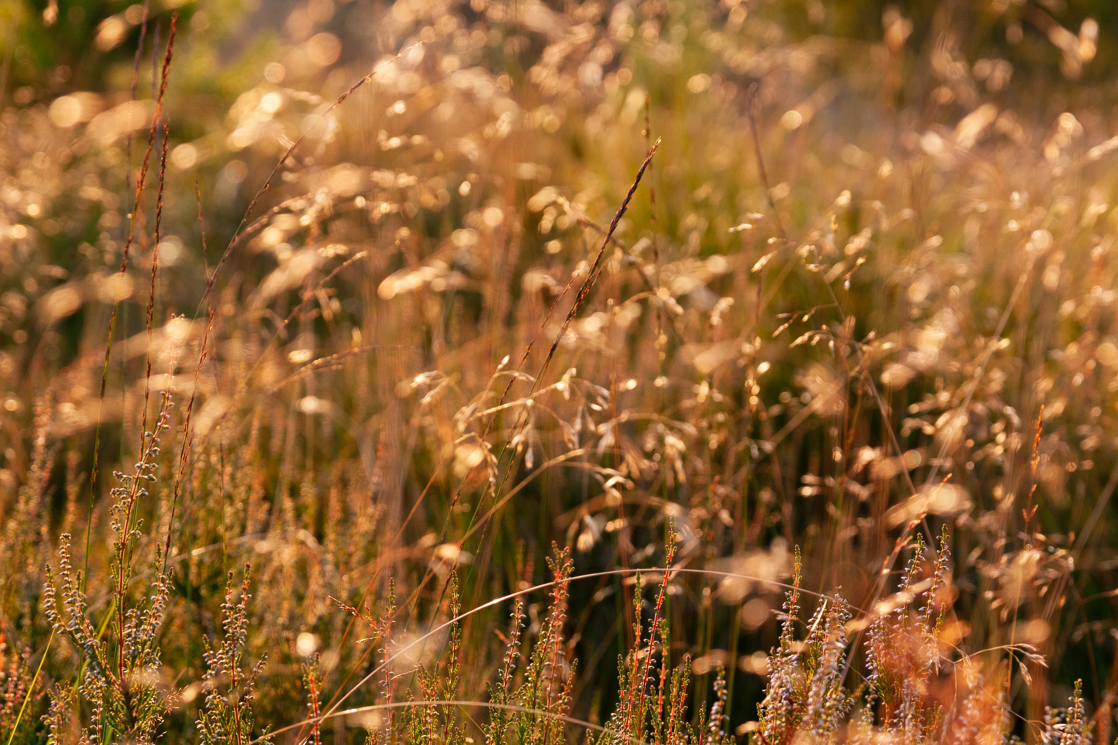 Photo by daveboerland