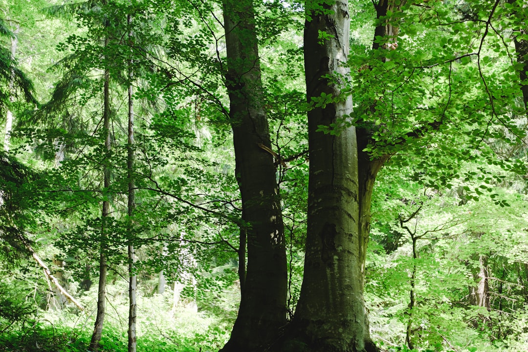 green trees on forest during daytime