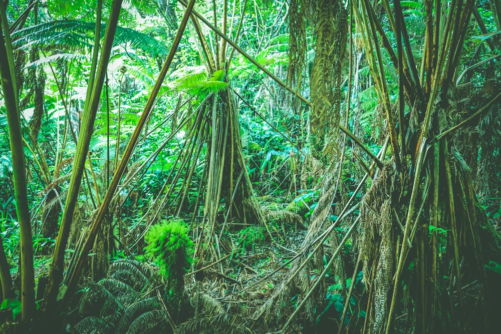 árvores de bambu verdes e marrons