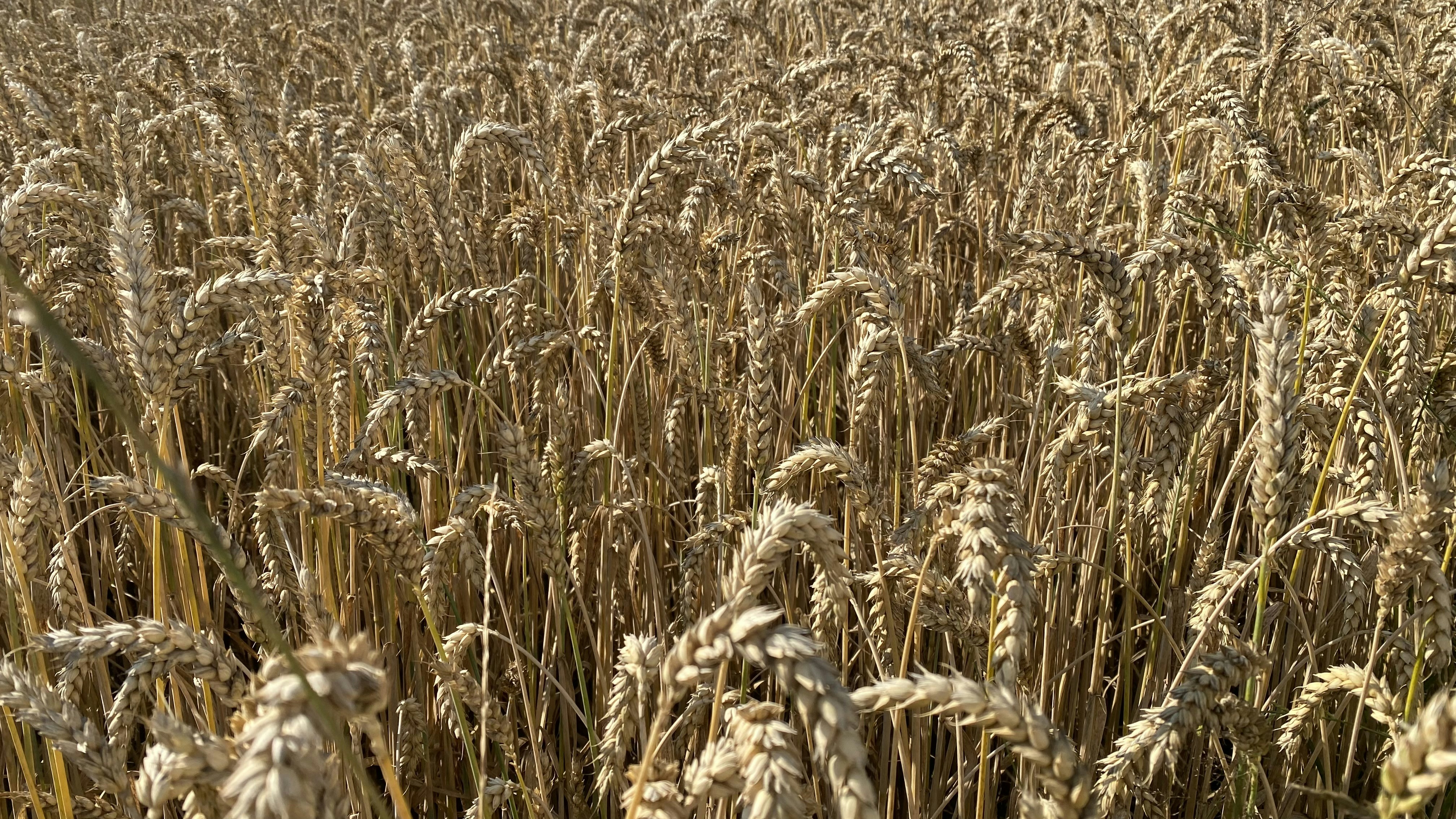 Photo by rahelrebecca