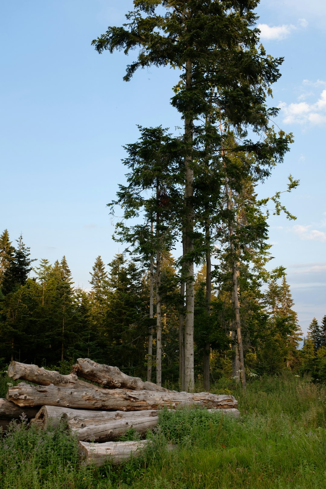 green trees on brown rock formation during daytime