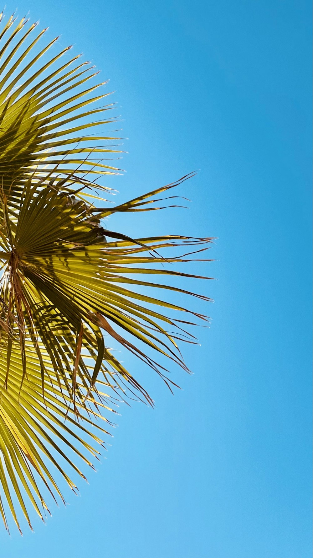 a close up of a palm tree with a blue sky in the background
