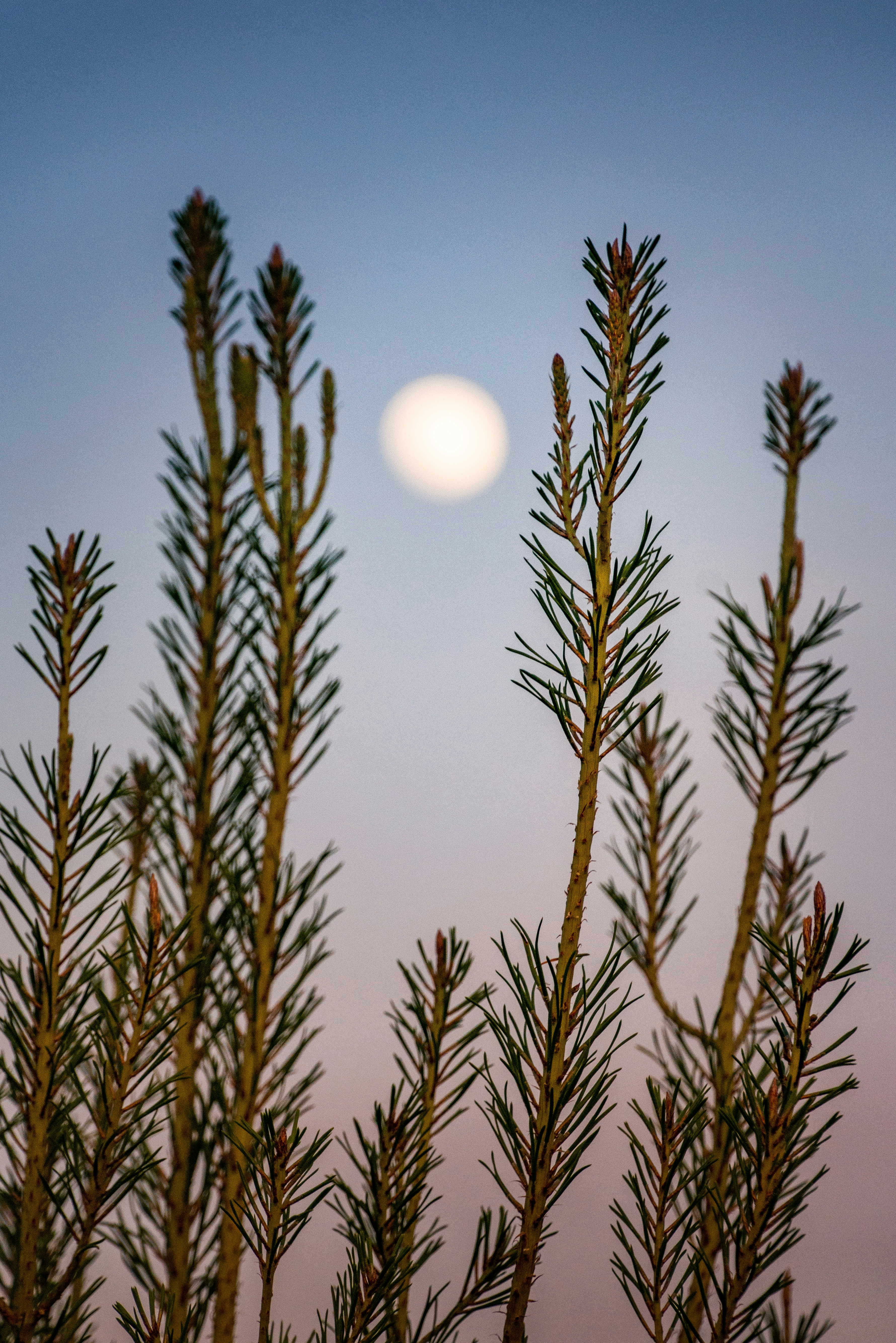 brown wheat field during daytime