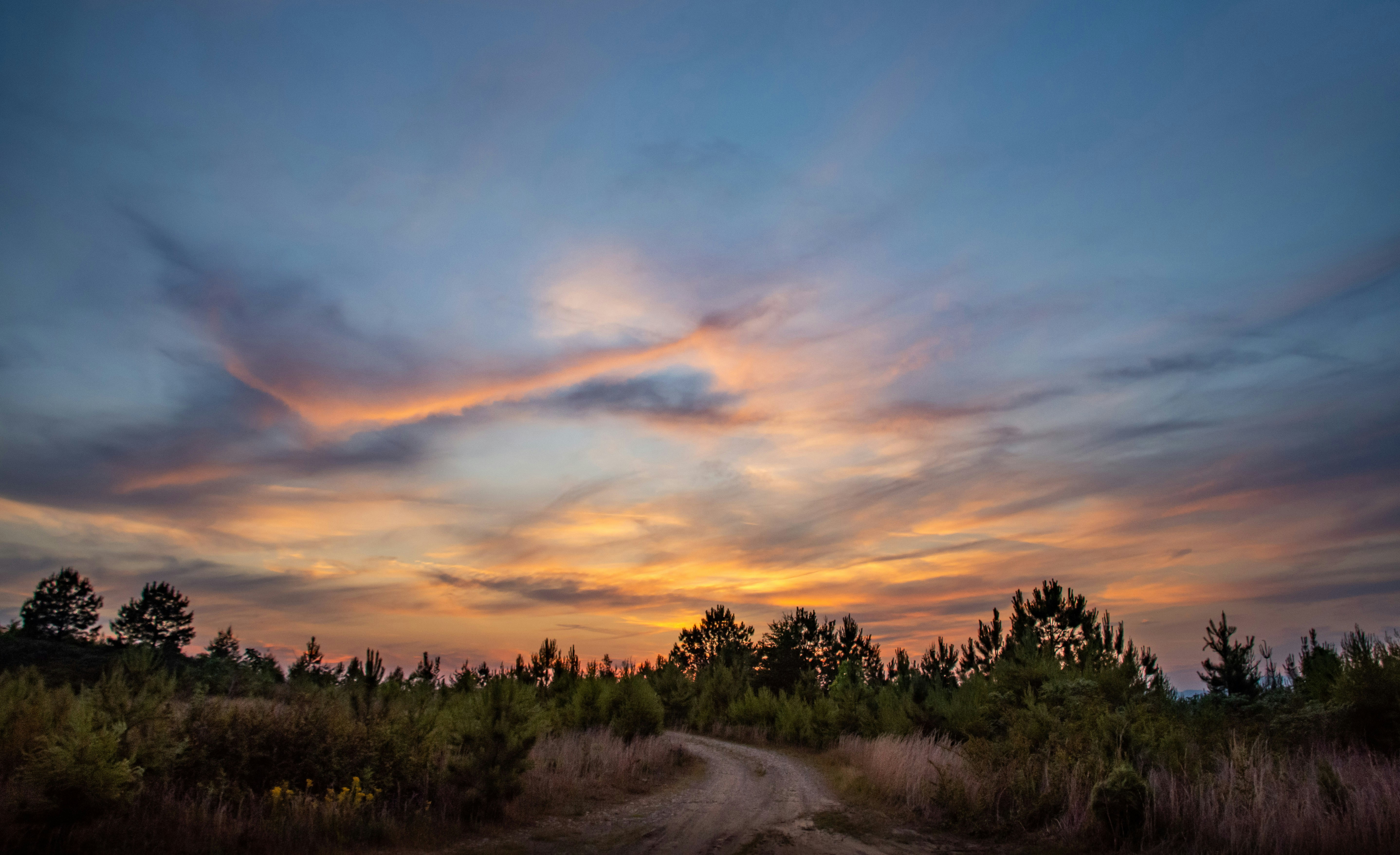 green trees under cloudy sky during daytime