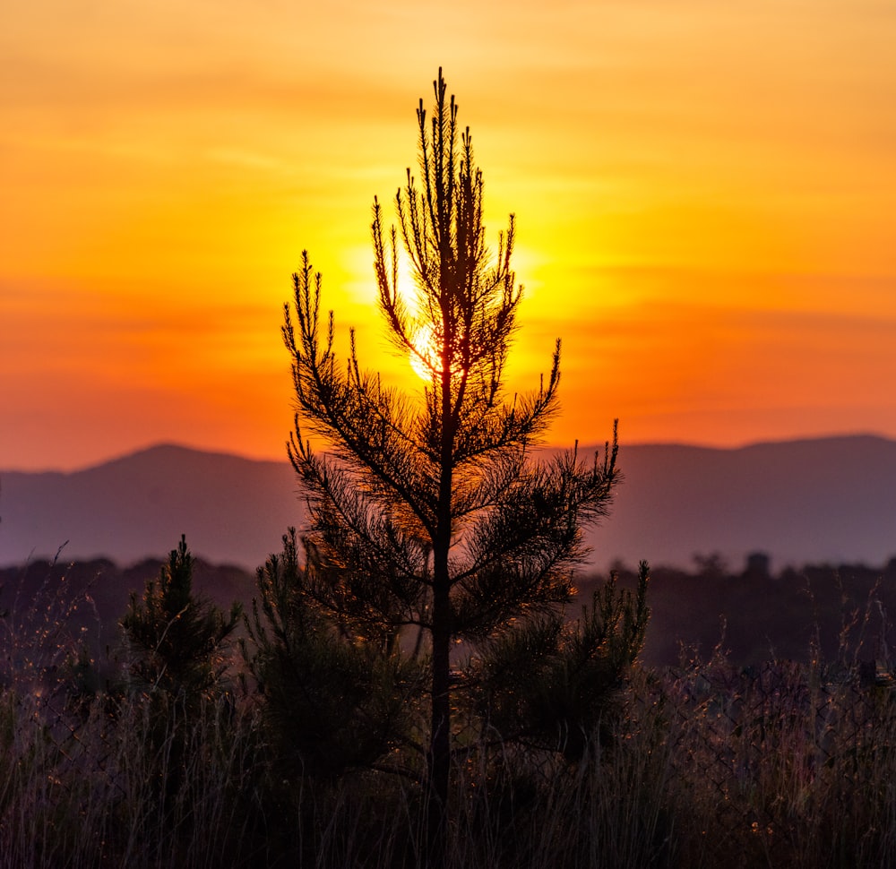 árvore marrom sem folhas na montanha durante o pôr do sol