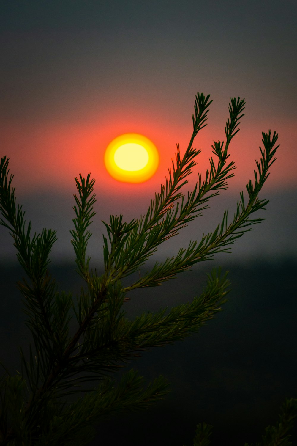 green plant during night time