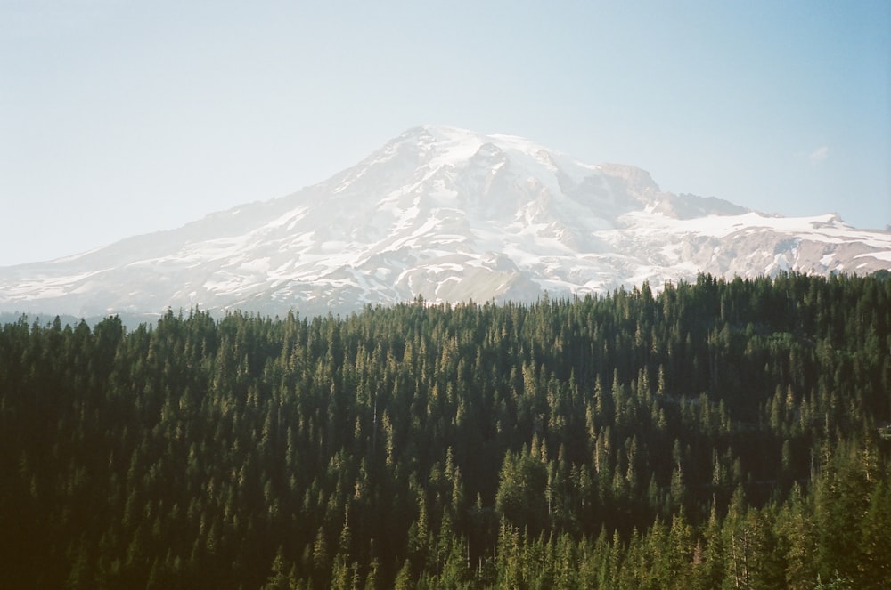 green pine trees near snow covered mountain during daytime