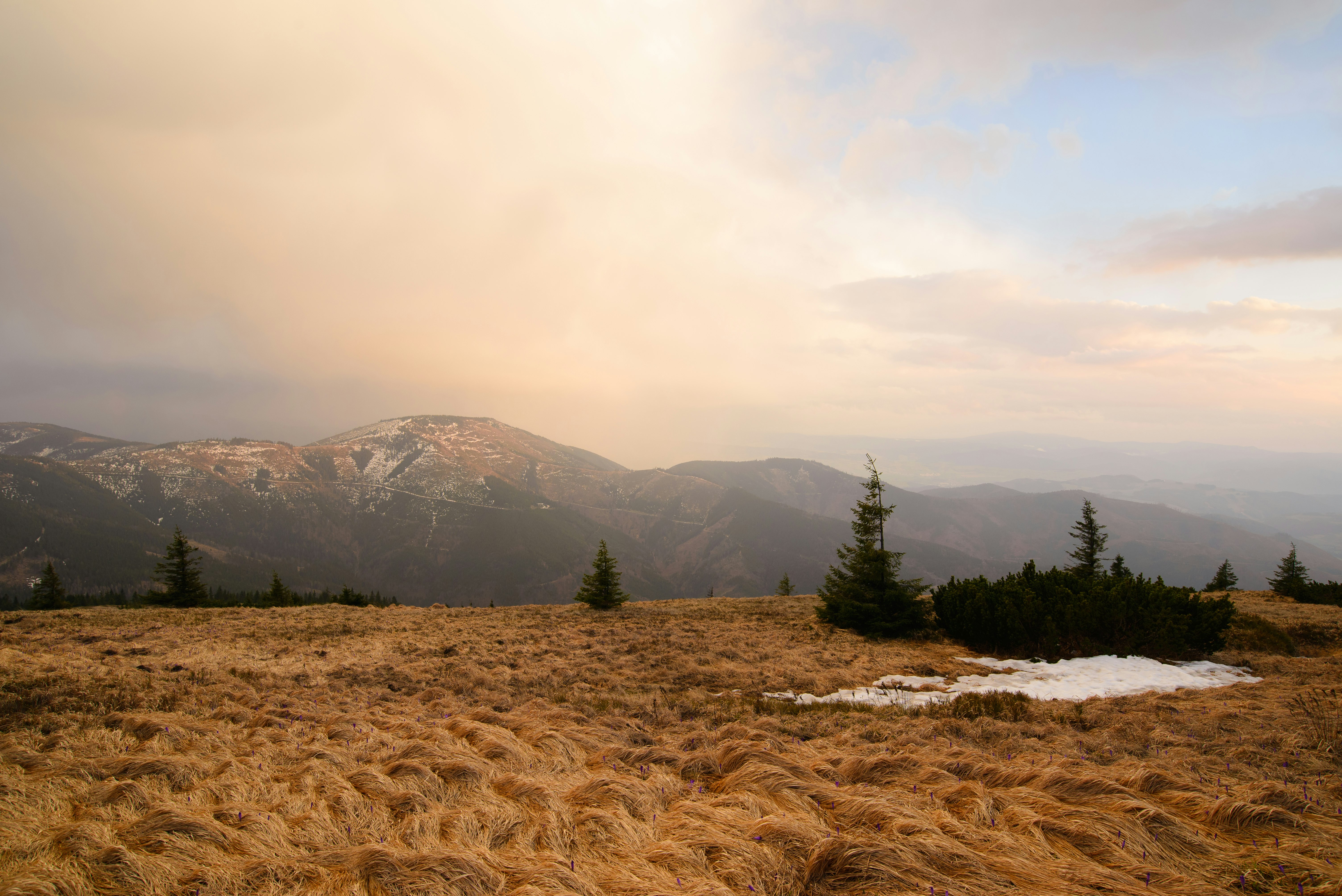 green trees on brown grass field near mountain during daytime