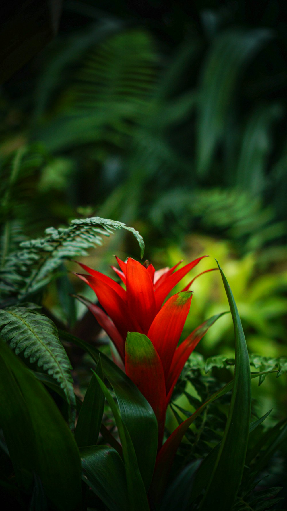 red flower in tilt shift lens