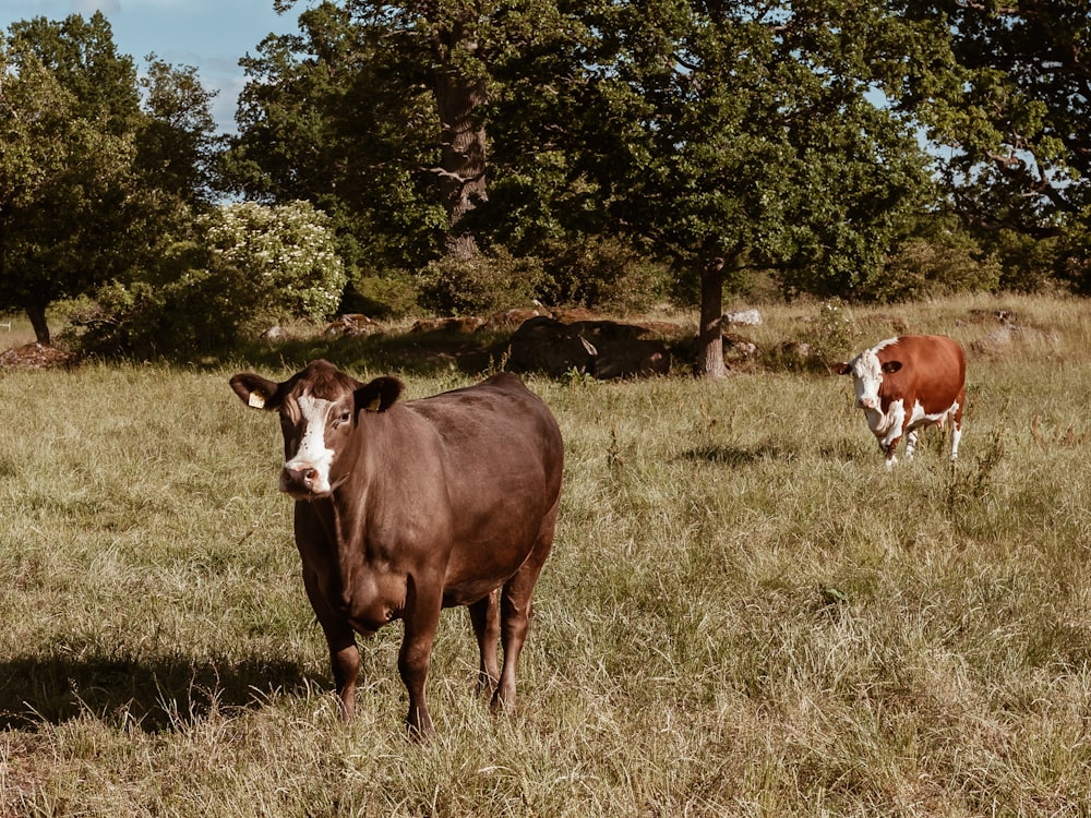 brown and white cow on green grass field during daytime