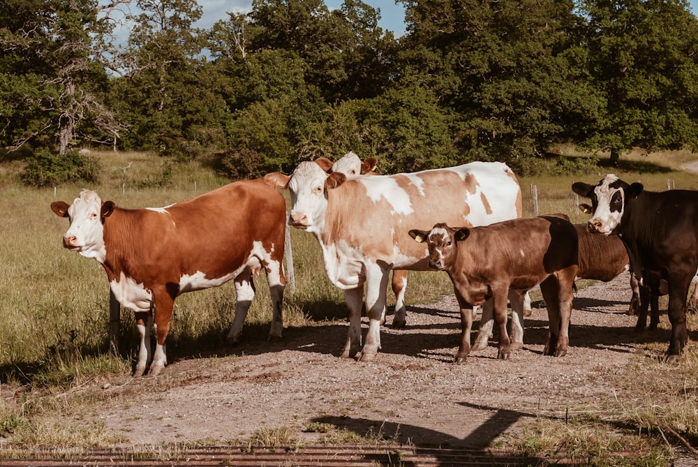 brown and white cow on brown field during daytime