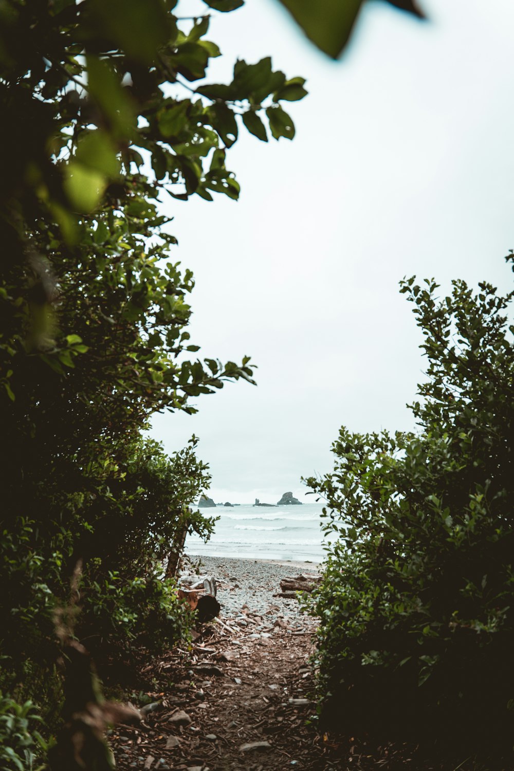 green trees near body of water during daytime