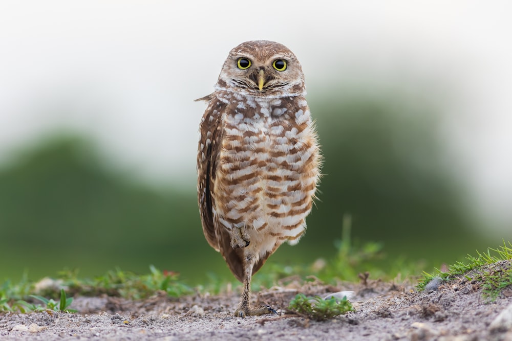 brown owl on green grass during daytime