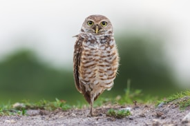 A burrowing owl stands on one leg on a sandy and grassy terrain, with its large yellow eyes looking directly forward. The owl's feathers are brown with white spots, and its posture appears alert and curious. The background is a soft blur of green and white, suggesting natural surroundings.