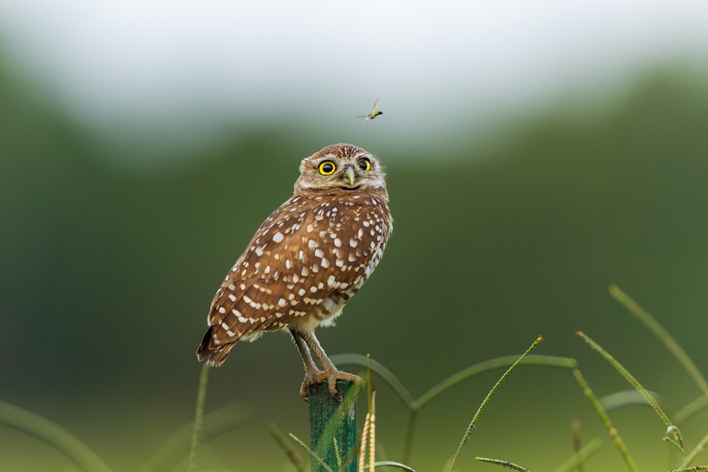brown owl perched on green plant stem