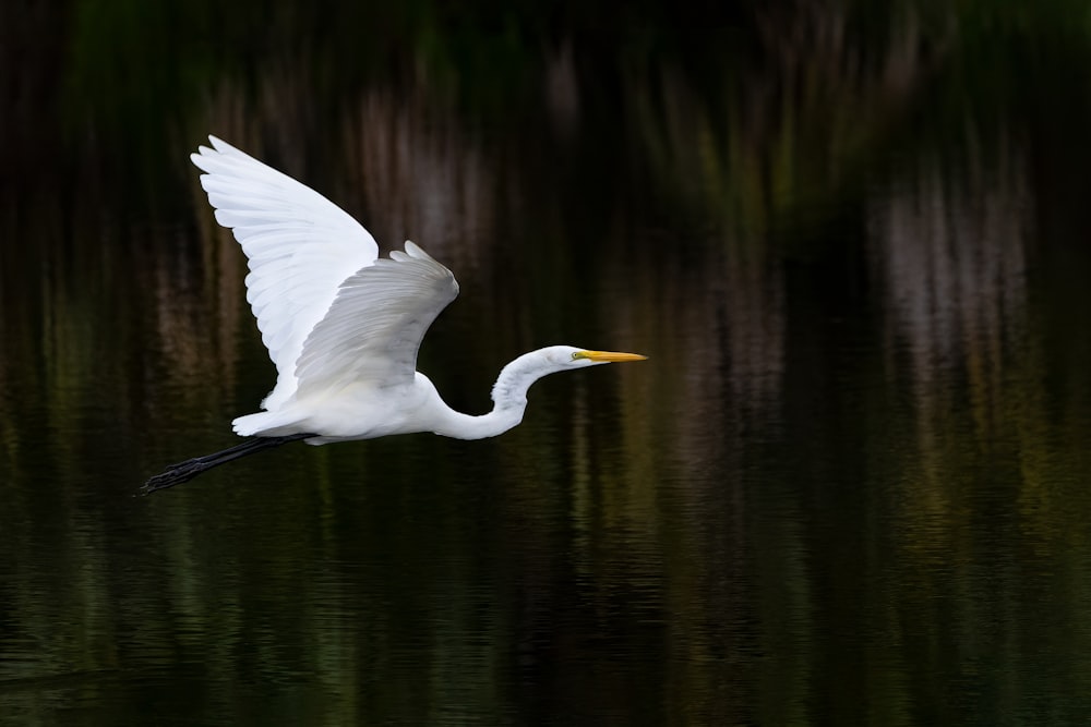 white bird flying over the lake during daytime