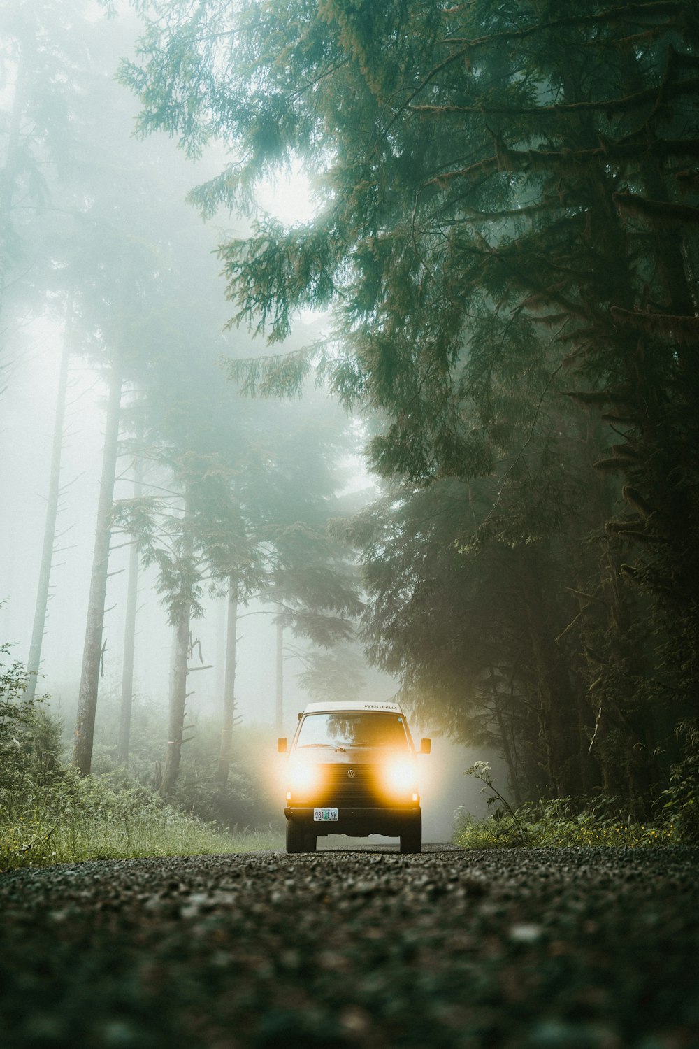 Auto gialla sulla strada tra gli alberi durante la giornata nebbiosa