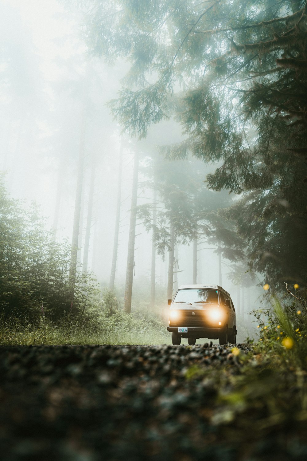 voiture blanche sur la route entre les arbres pendant la journée