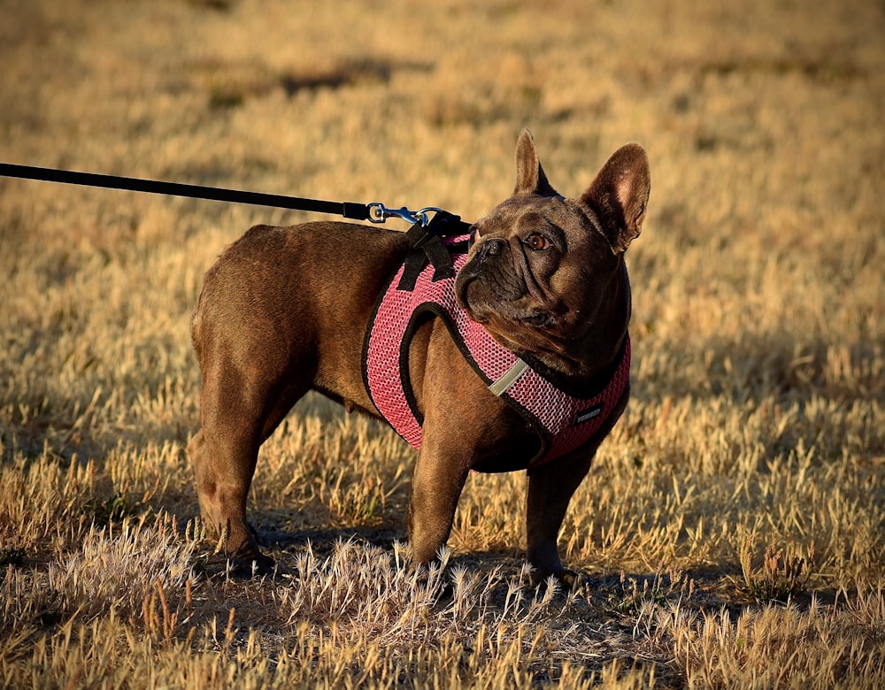 brown pug with black leash on brown grass field during daytime