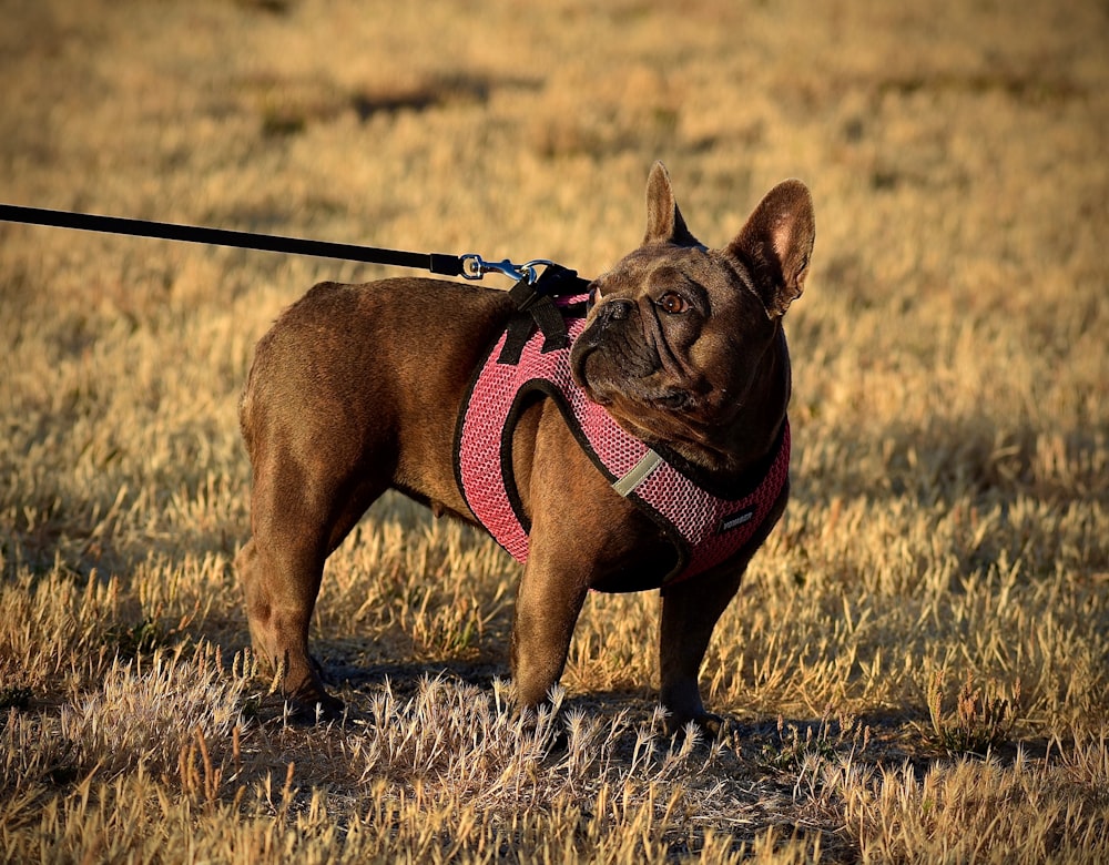 Pug marrón con correa negra en campo de hierba marrón durante el día