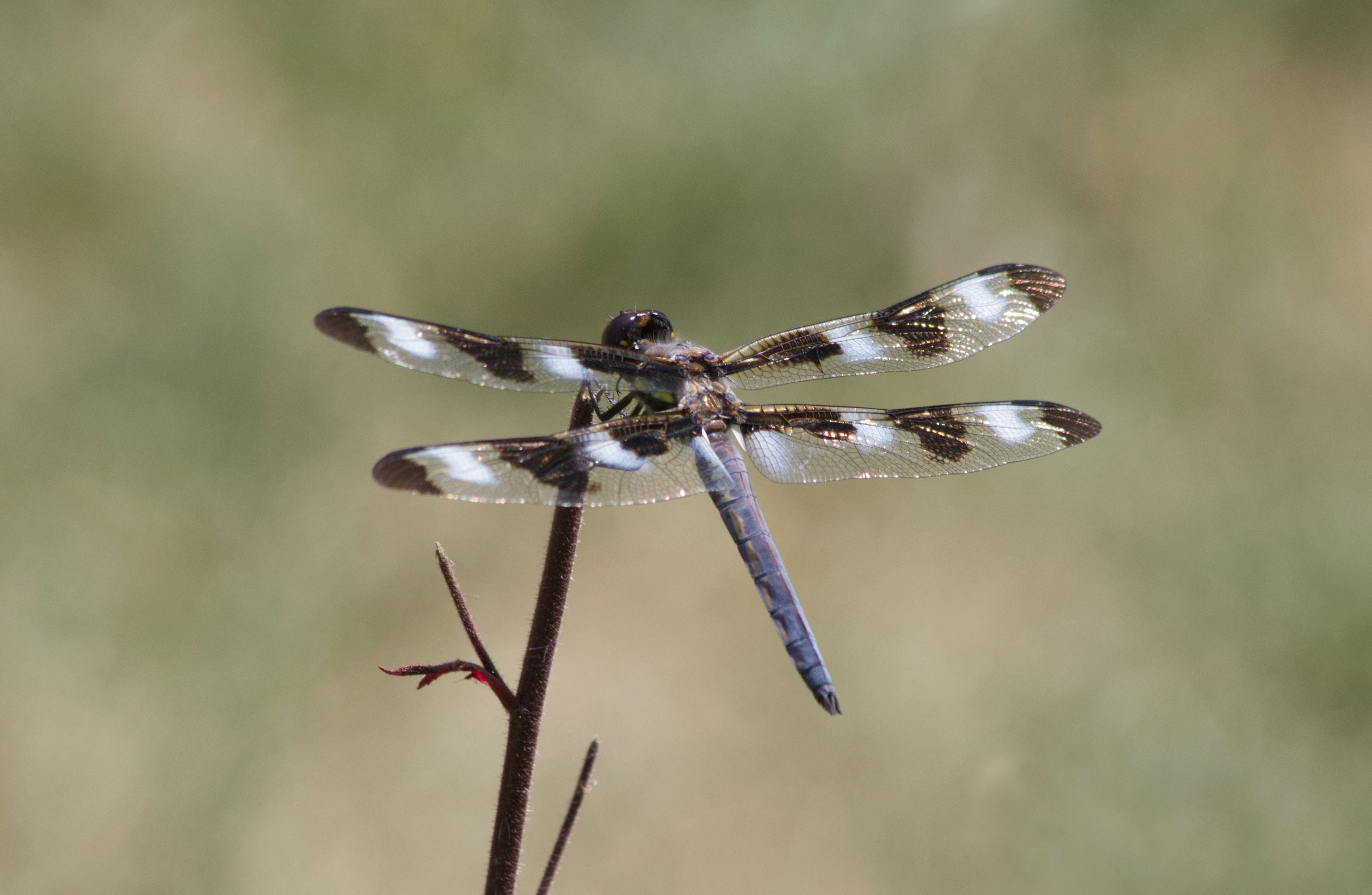A dragonfly with unusual markings in a summer garden