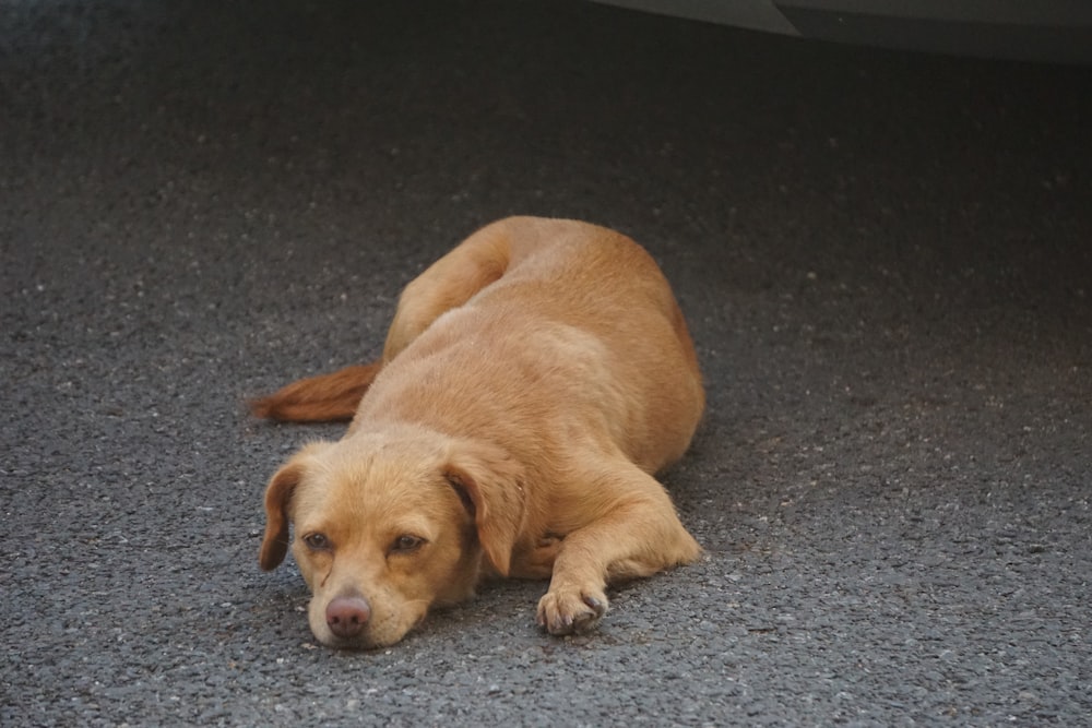 brown short coated dog lying on gray floor