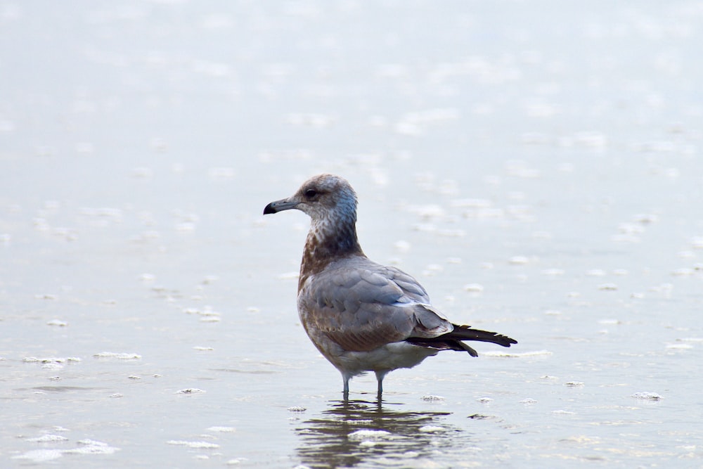 white and gray bird on water