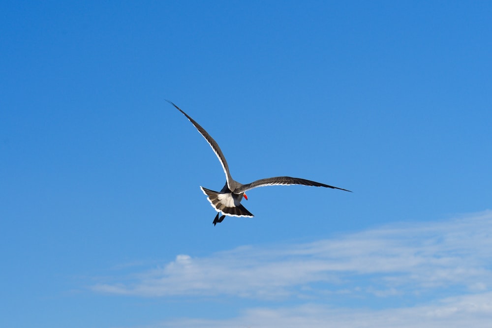 weißer und schwarzer Vogel, der tagsüber unter blauem Himmel fliegt