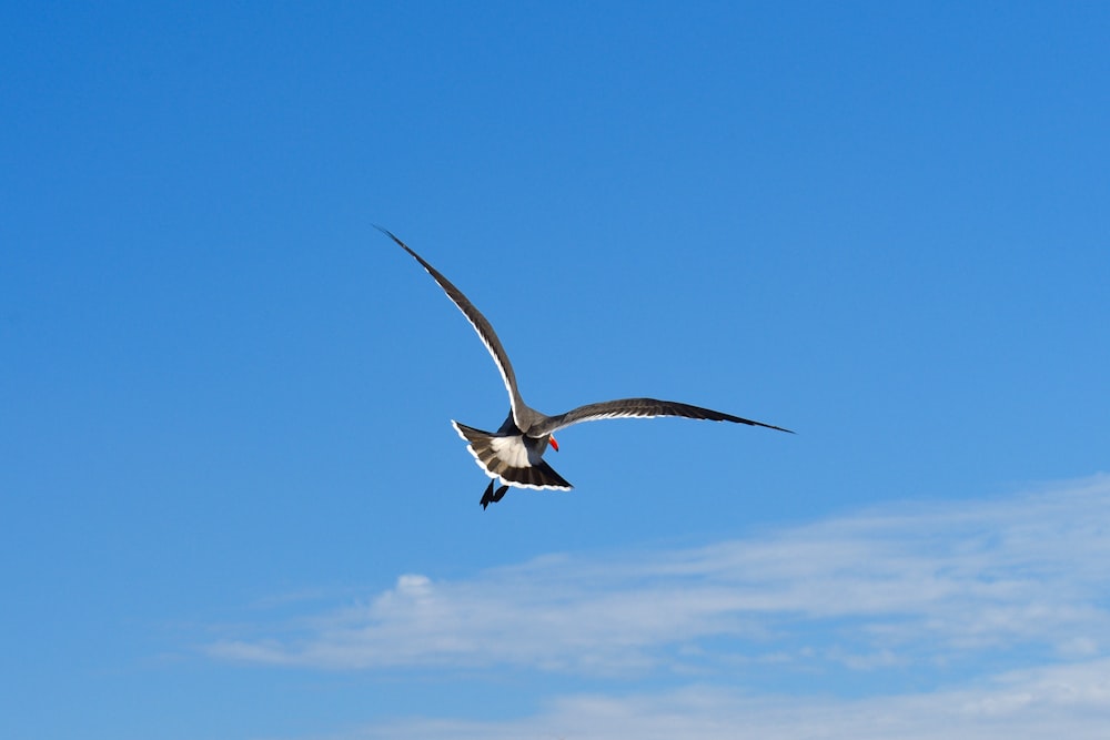 pájaro blanco y negro volando bajo el cielo azul durante el día