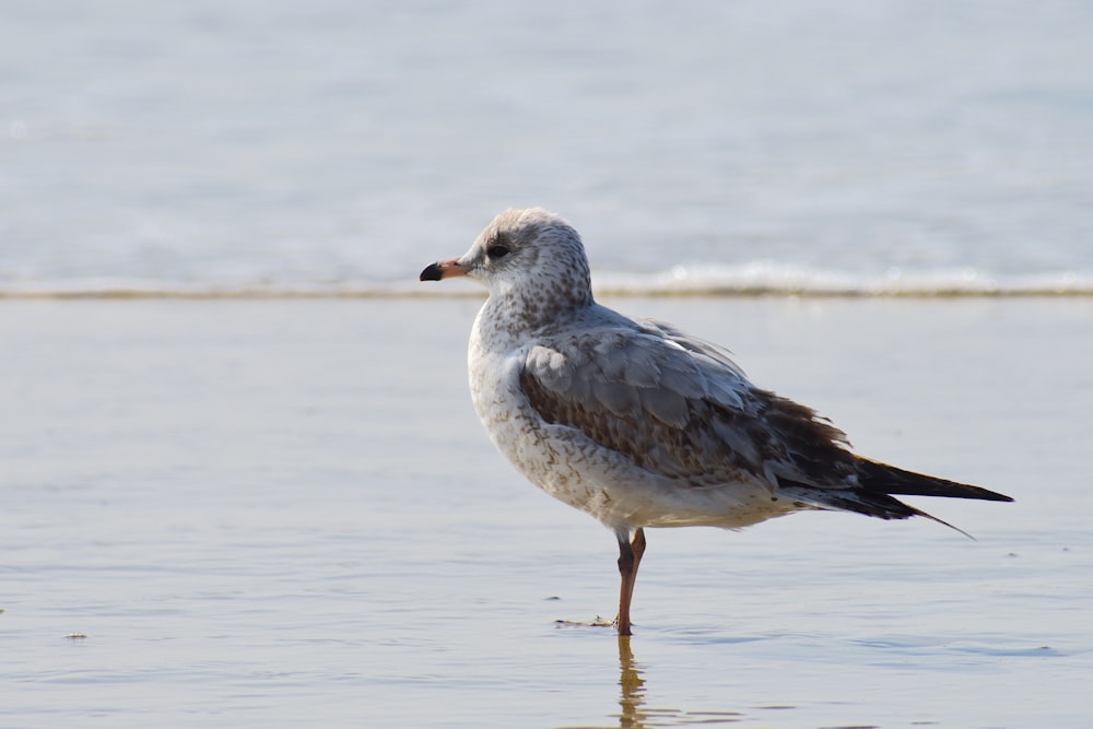 grey and white bird on water during daytime