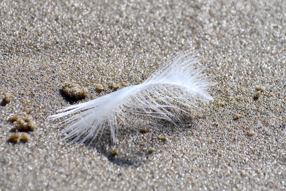 weiße Feder auf grauem Sand