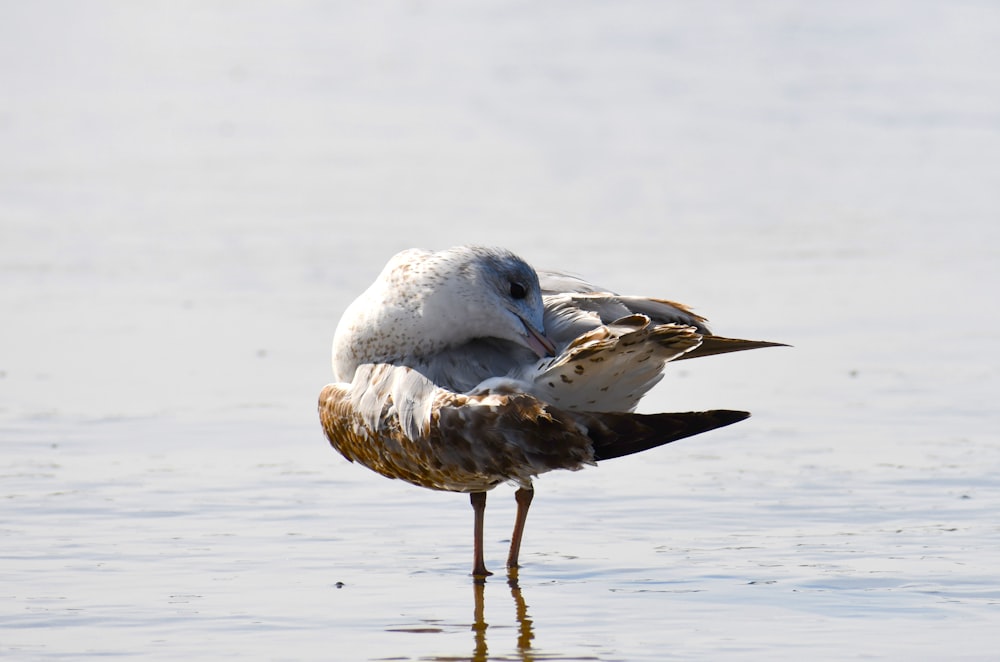 white and brown bird on water during daytime