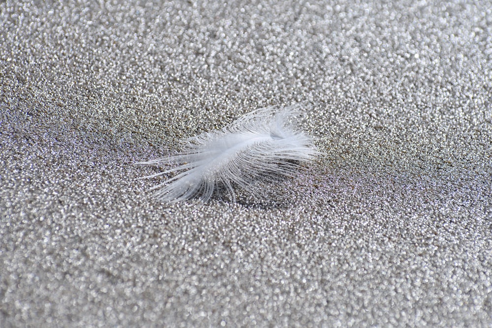 white feather on gray sand
