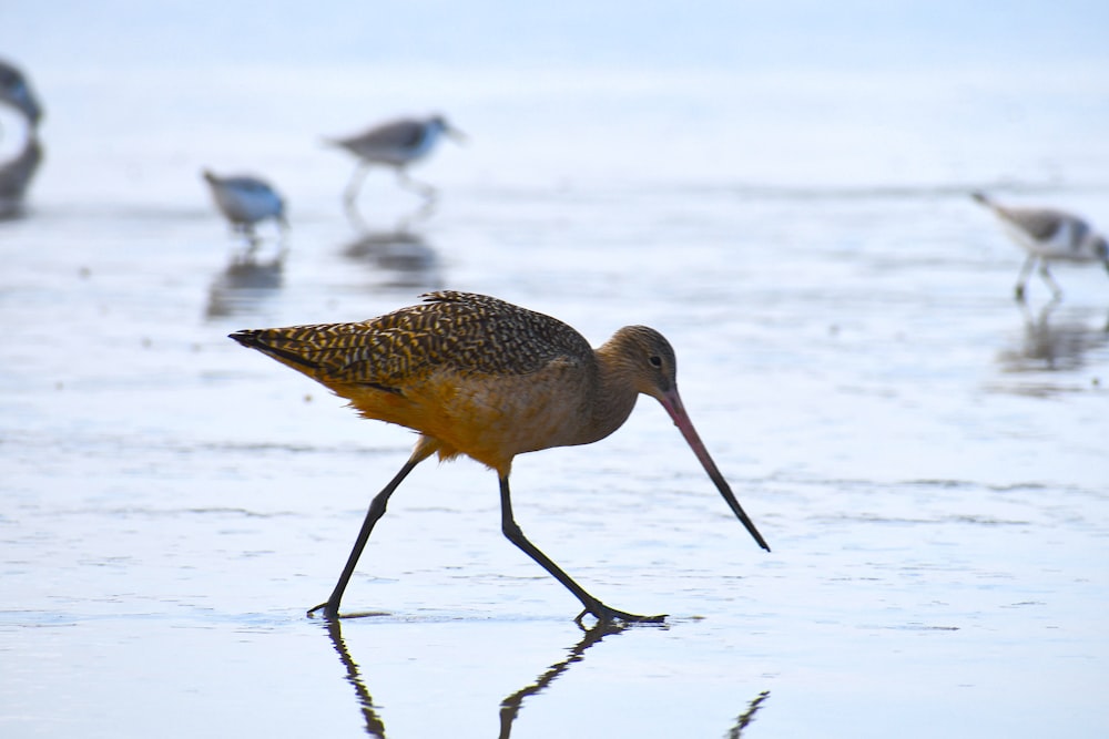 brown bird on snow covered ground during daytime