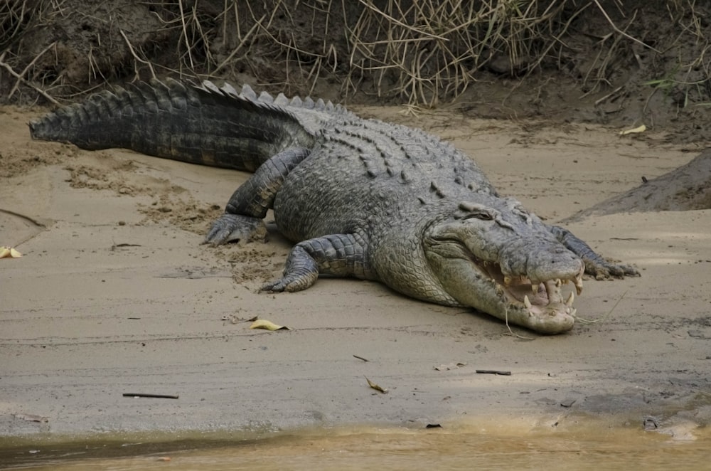 crocodilo na superfície marrom da madeira