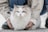 A happy customer holding a beautiful ragdoll cat.