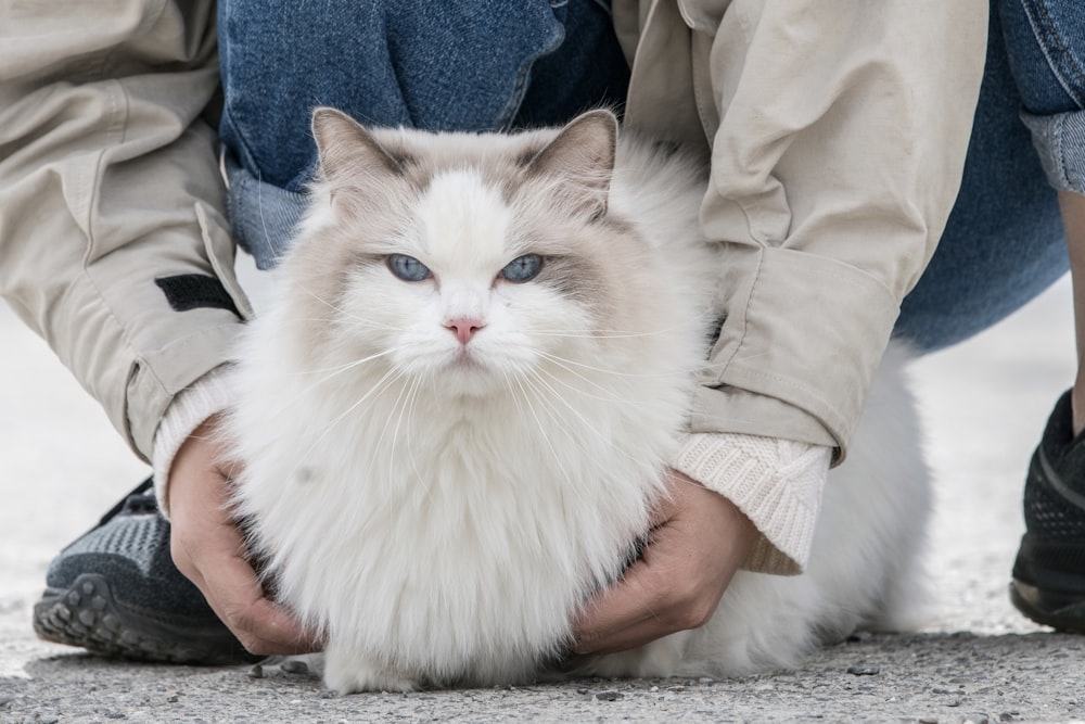 pessoa segurando gato branco e cinza