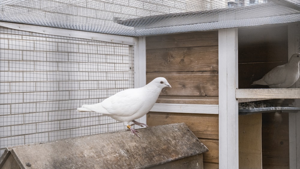 white bird on brown wooden plank