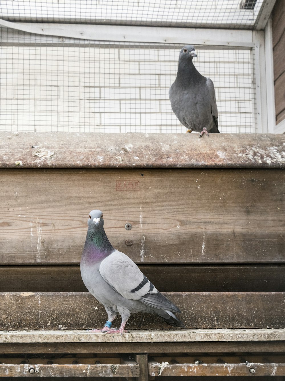 gray pigeon on brown wooden fence