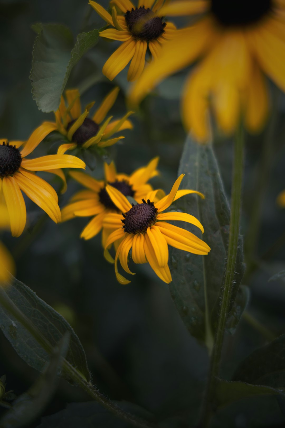 yellow and black flower in tilt shift lens