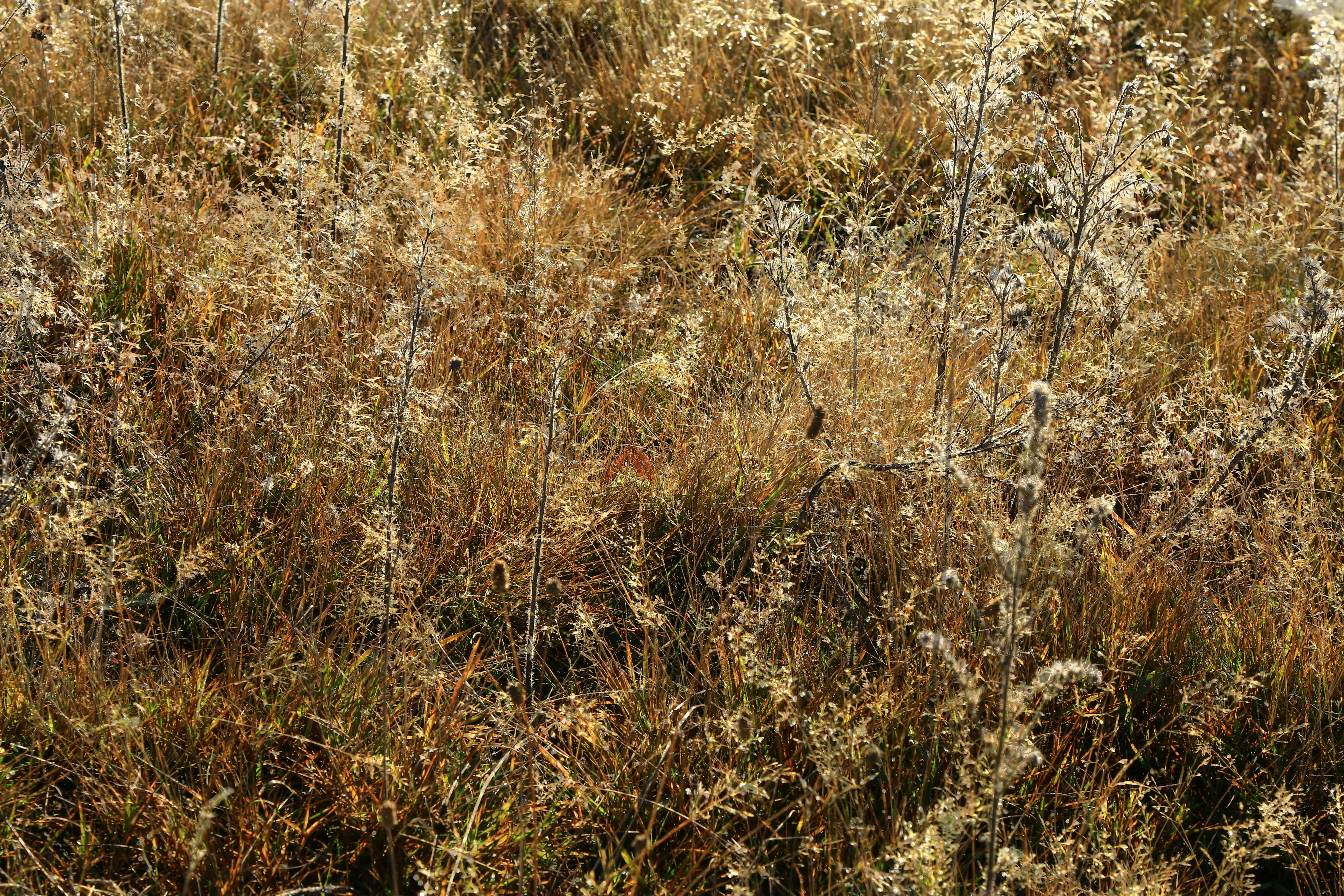 Photo by splashabout