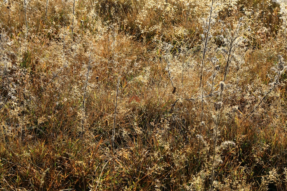 brown grass field during daytime