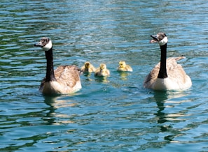 white and black duck on water during daytime