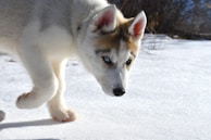 An illustration of a husky dog and a child on an adventure.