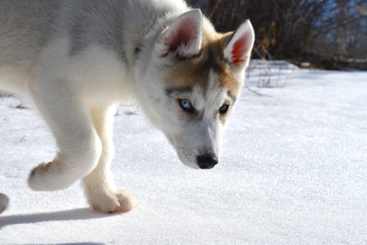 A playful Siberian Husky with bright blue eyes running through a snowy field.