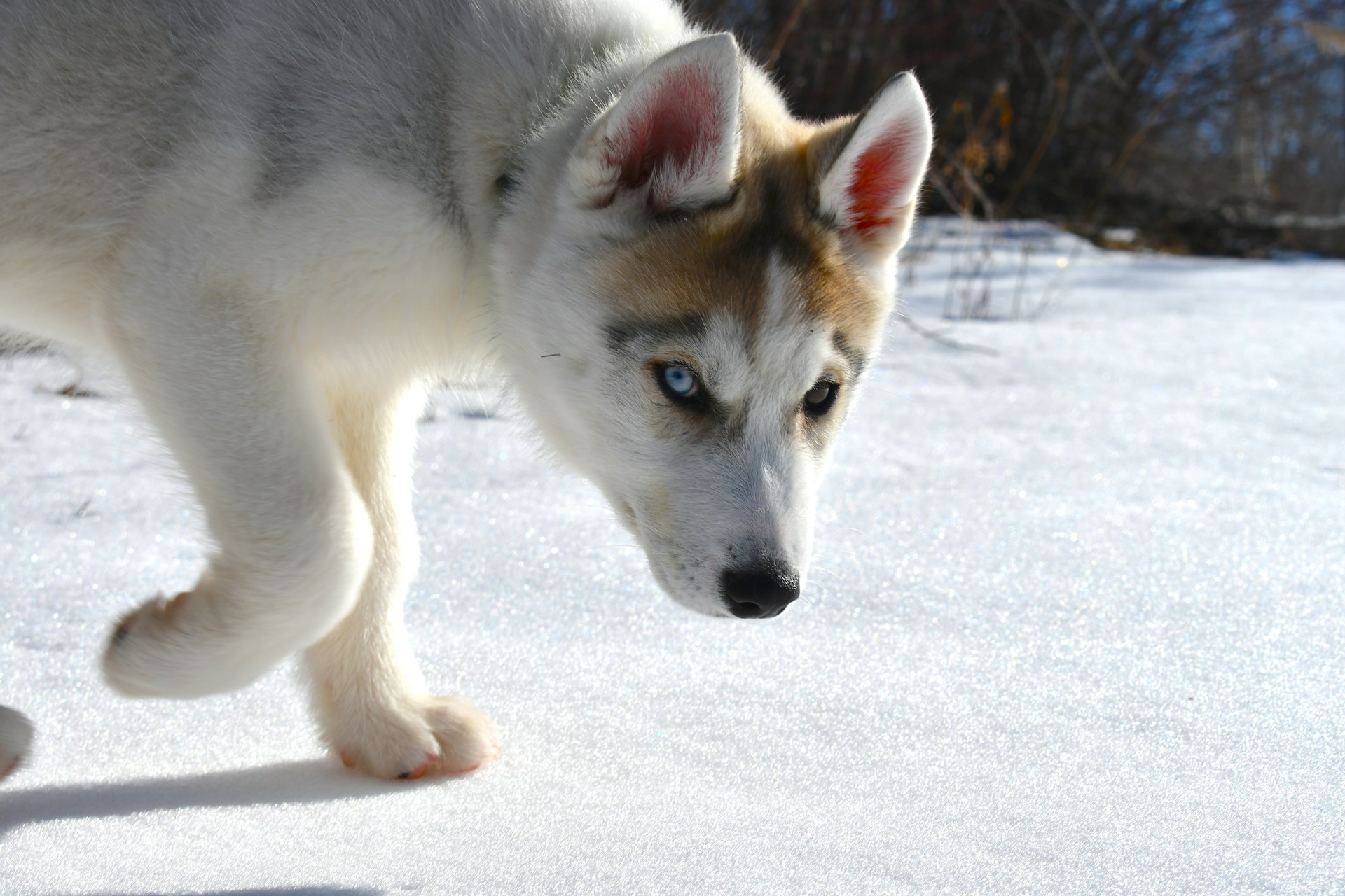 A playful Siberian Husky with striking blue eyes bounding through a snowy landscape.