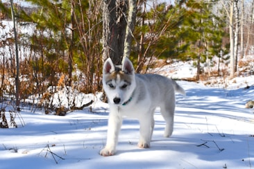 A young husky puppy walks through a snowy forest path. The dense trees surround the trail with their green pine needles contrasting against the white snow. The sun casts shadows across the snow, adding depth to the scene.