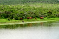Wide shot of a peaceful farm landscape with cattle resting near a water trough.