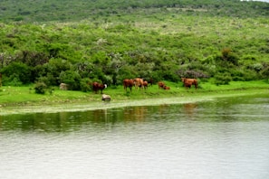 A vibrant landscape featuring a herd of Murray Grey cows near a tranquil river.
